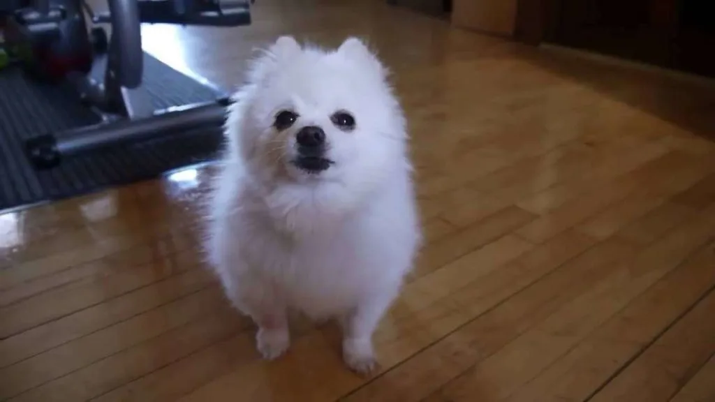 bork video star gabe the dog has died