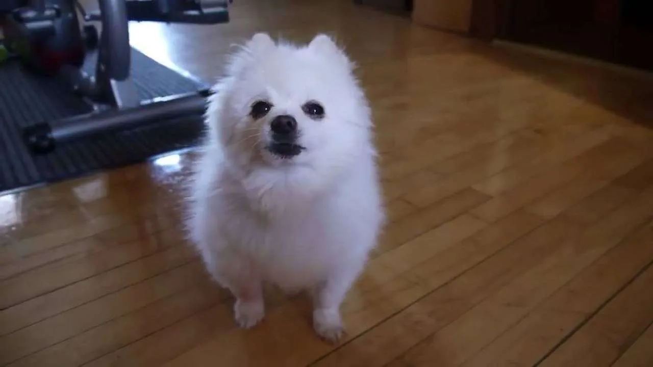bork video star gabe the dog has died