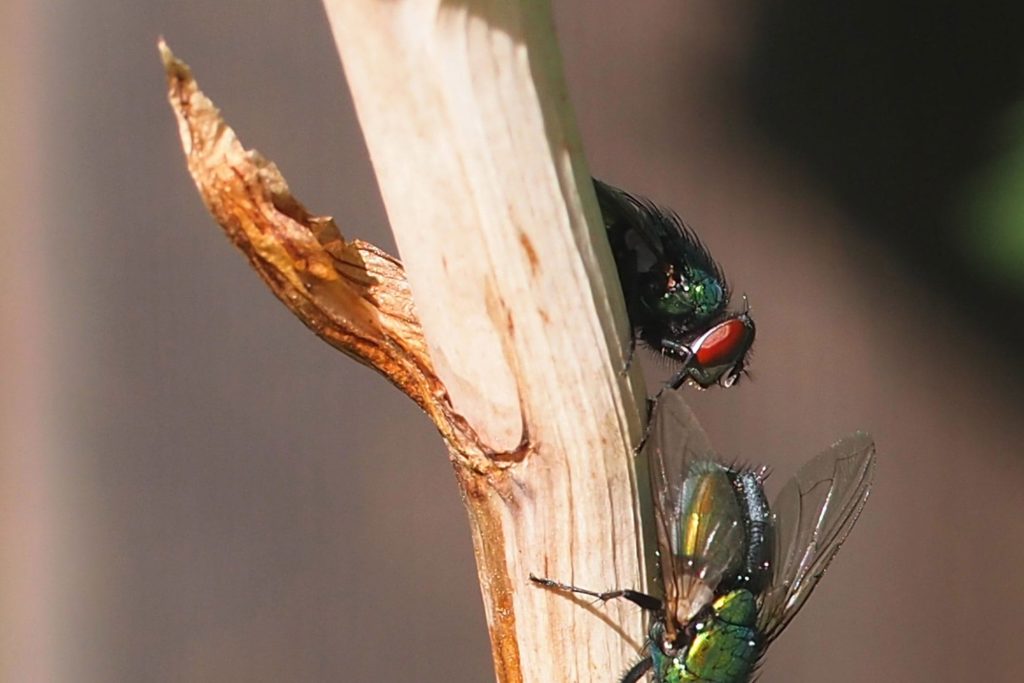 Botflies in Dogs