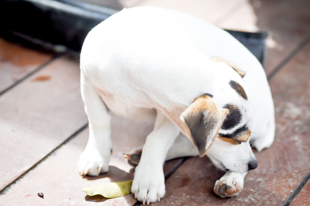 Bot Fly Removal Dogs - Botflies Symptoms And Treatment