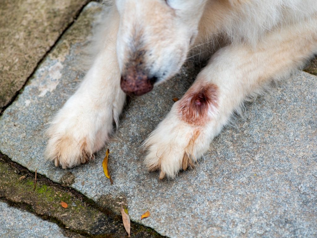 What're the Dogs Cuterebra/Botfly Life Cycle?