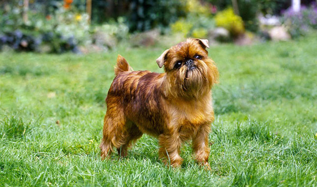 Brussels griffon