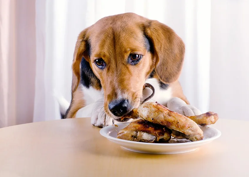 Your Dog Ate Chicken Bones - What To Do Next? Signs and Symptoms