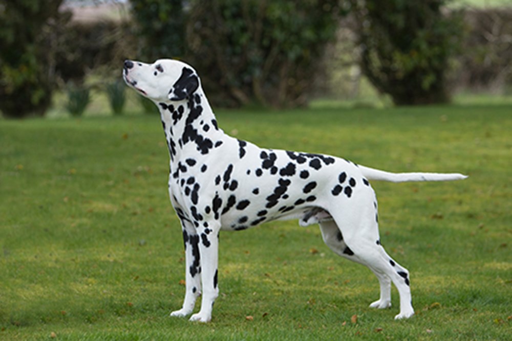  Dalmatian