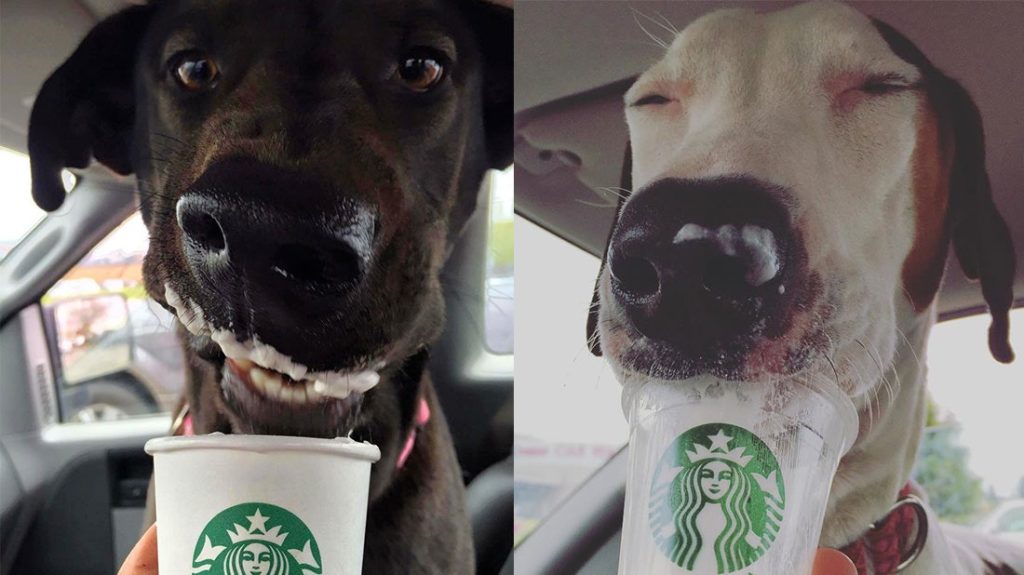 Starbucks Puppuccino Cost May Be Free, But Unsafe For Dogs