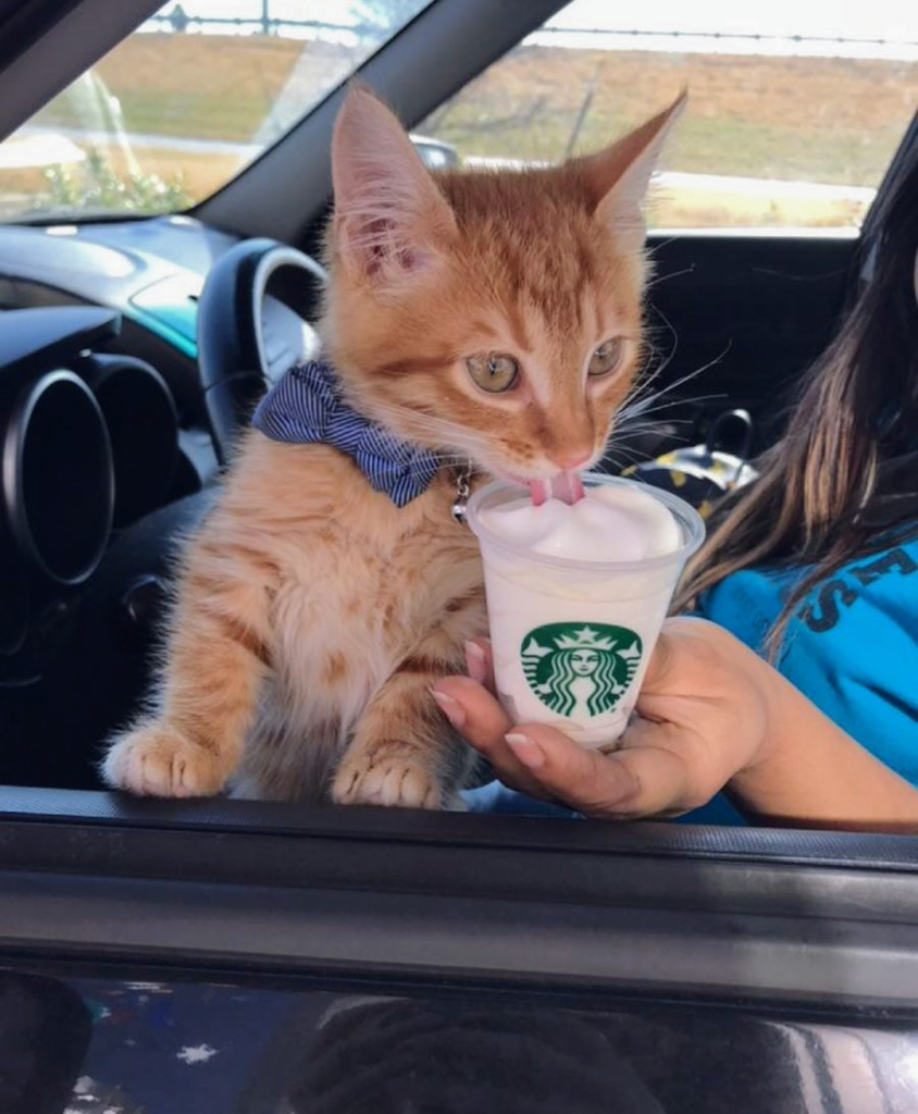 Go to Starbucks with Your Cat