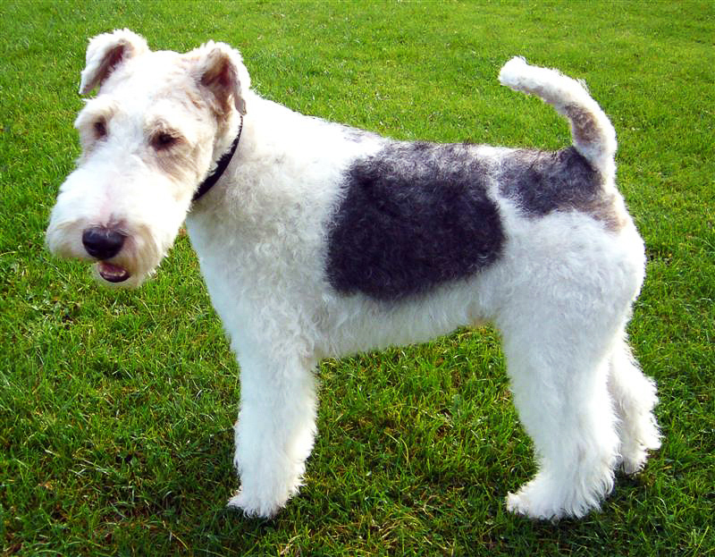 Fox terrier