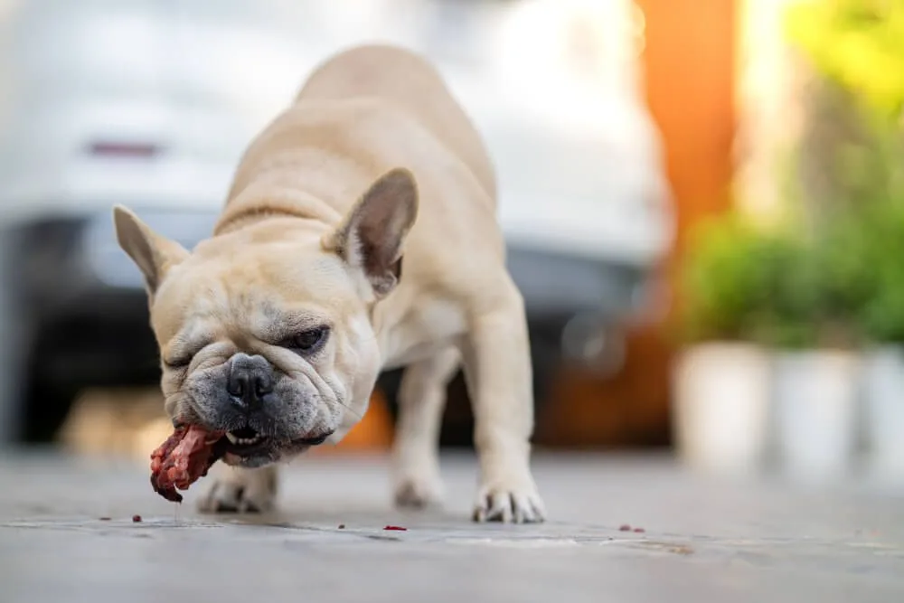 Your Dog Ate Chicken Bones - What To Do Next? When should I take my dog to the vet?