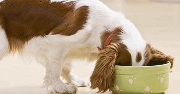 Wet And Dry Puppy Food