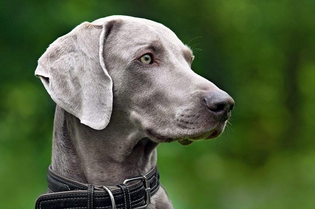 Weimaraner