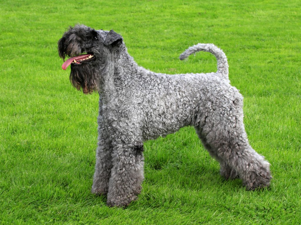 Kerry Blue Terrier