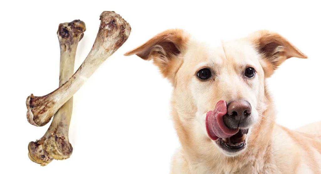 Can Chicken Bones Kill Dogs?