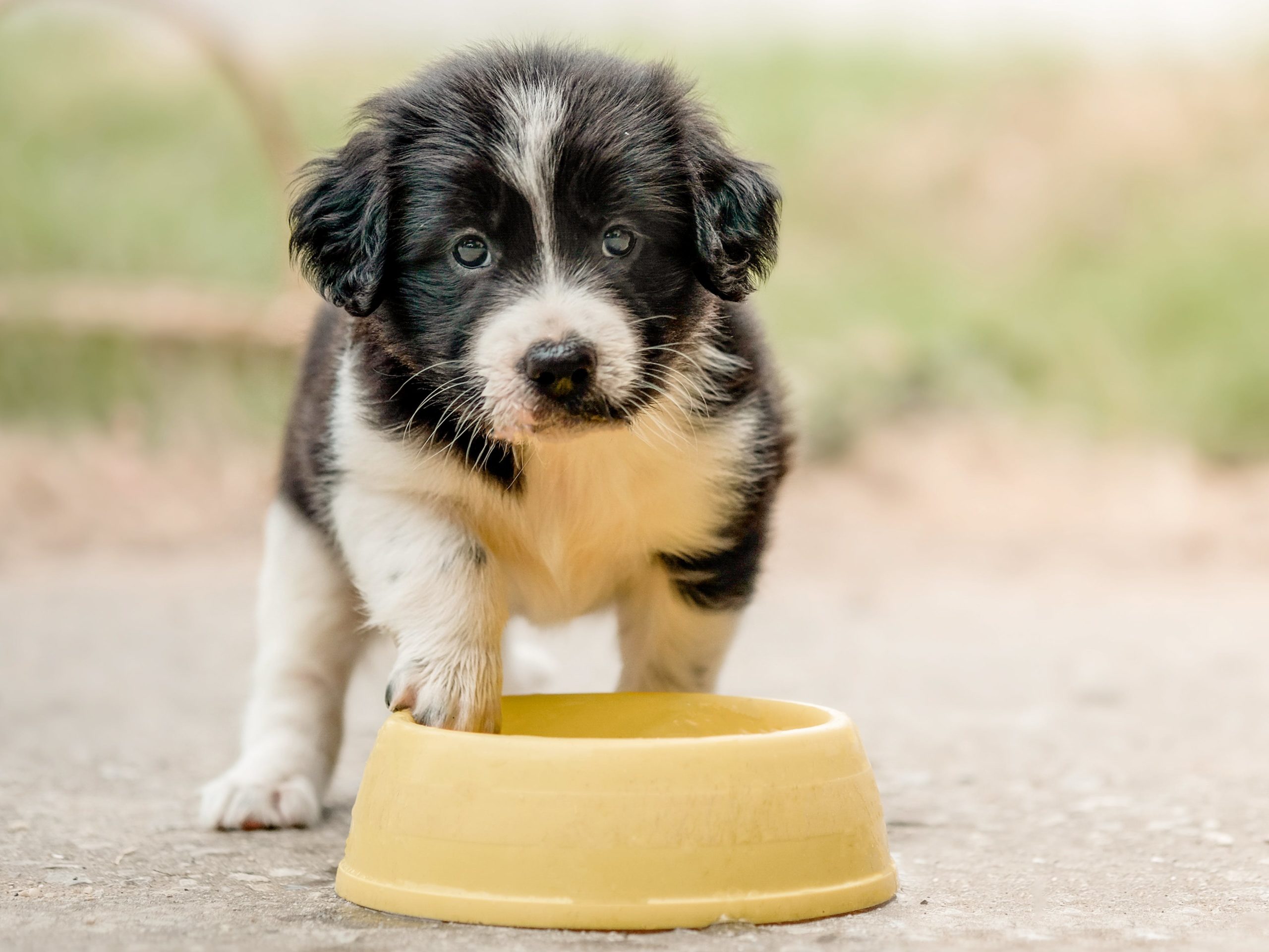 pqcb1 puppy standing outdoors next to a feeding bowl scaled