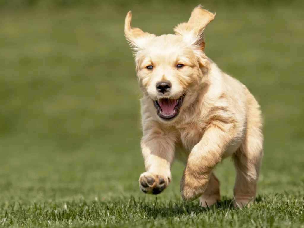 When Is It Time To Stop Feeding Your Puppy Food?