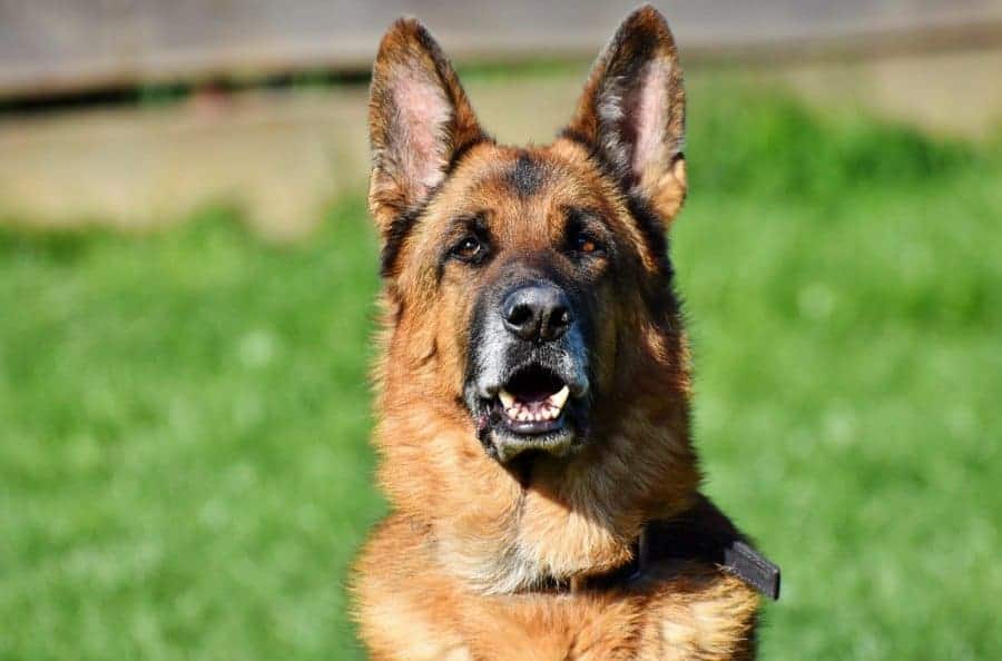 Pregnant German Shepherds: Pregnancy Stages, How To Take Care