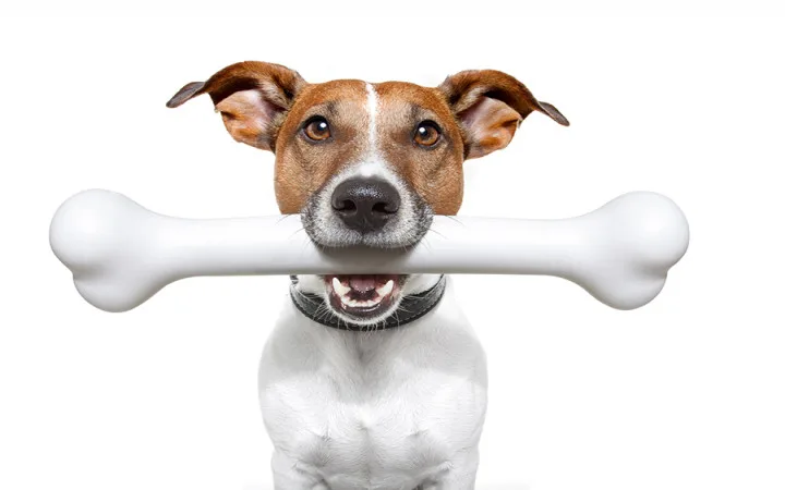 Your Dog Ate Chicken Bones - What To Do Next? Is It Natural To Eat Dog Chicken Bones?