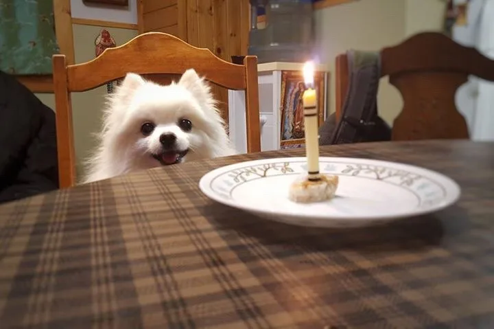When Did Dog Die?