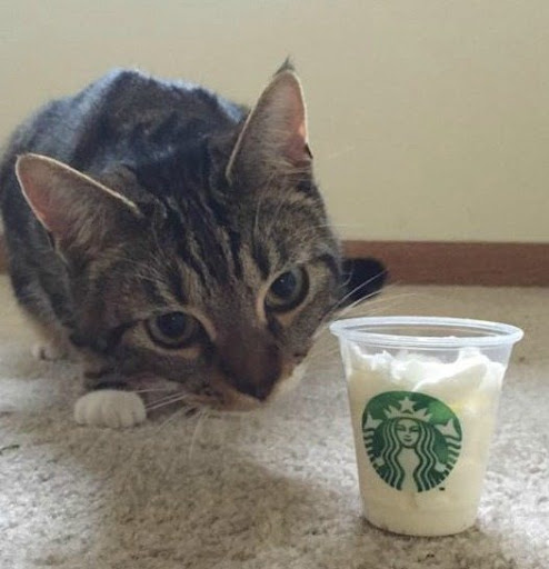 Puppuccinos for Cats: A Good Idea?