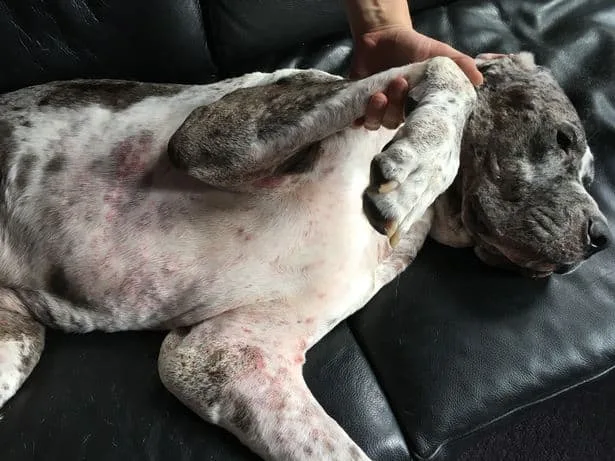 Dog Euthanasia: How Much To Put a Dog Down UK? What Happens To Your Dog When You Put Him To Sleep?