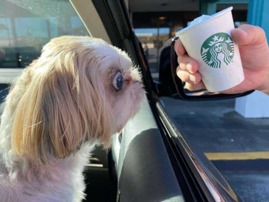 What is Pupucchino At The Secret Starbucks Dog Menu?