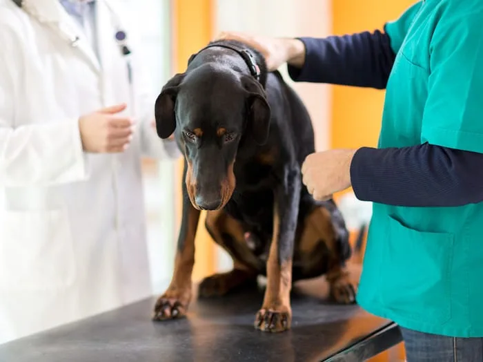 Dog Euthanasia: How Much To Put a Dog Down UK? Are You Able to Stay With Your Dog After he Goes to Bed?