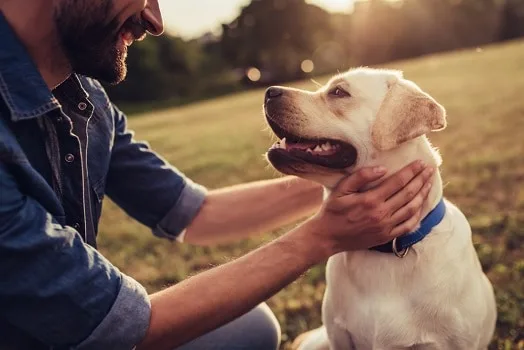 Dog Euthanasia: How Much To Put a Dog Down UK? What is the Average Cost of Putting a Dog to Sleep?