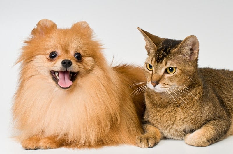 Pomeranians and their Relationship with Cats