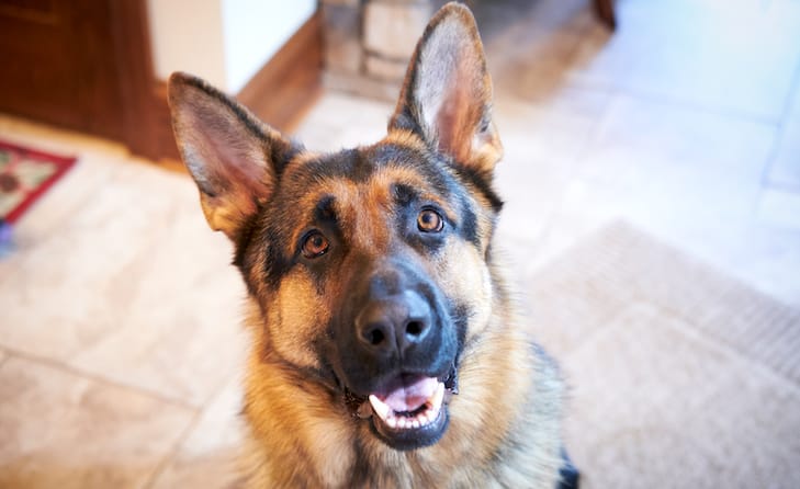 TOP-10 Dogs That Get Along With German Shepherds