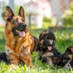 Very Affectionate With Family