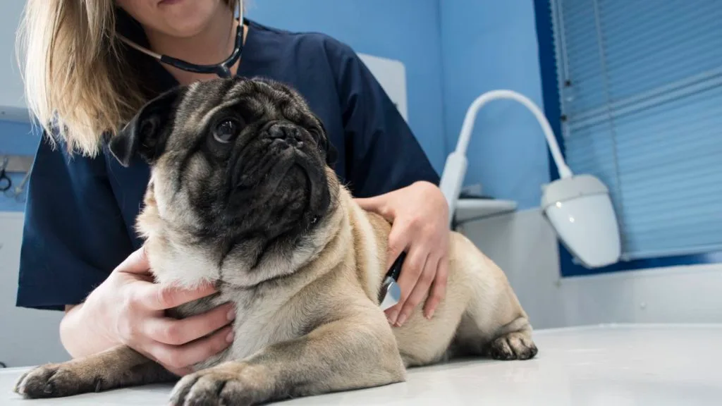 Dog Euthanasia: How Much To Put a Dog Down UK? What Can You Do to Prepare Your Dog for Bedtime?