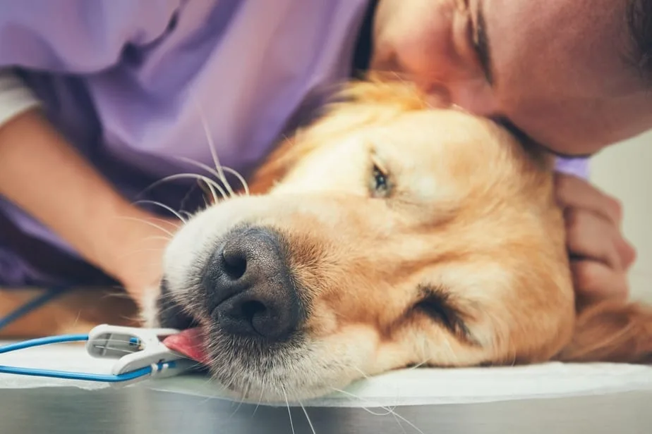 Dog Euthanasia: How Much To Put a Dog Down UK? You Can have Your Dog Taken to Bed at Home