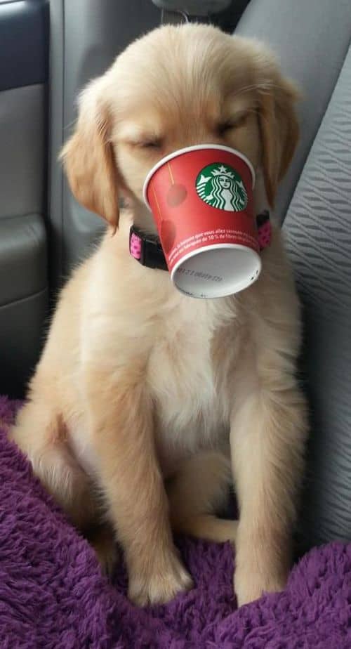 How to Order Starbucks Pup Cups