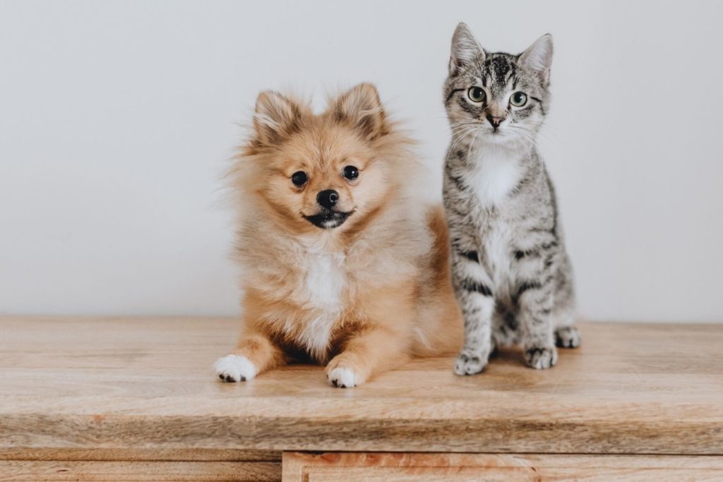 How to Help a Cat Get Along With a Pomeranian