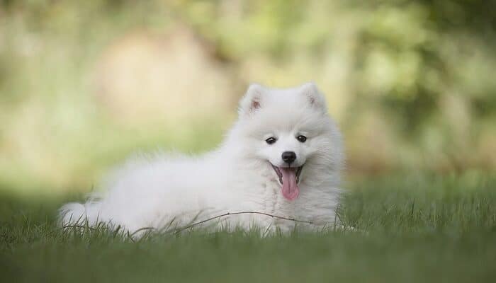 What Does it Mean to Dream About a White Dog?