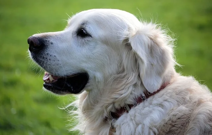 White Dog Symbolism in Culturals
