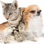 Do the Pomeranian and Cats Get Along?