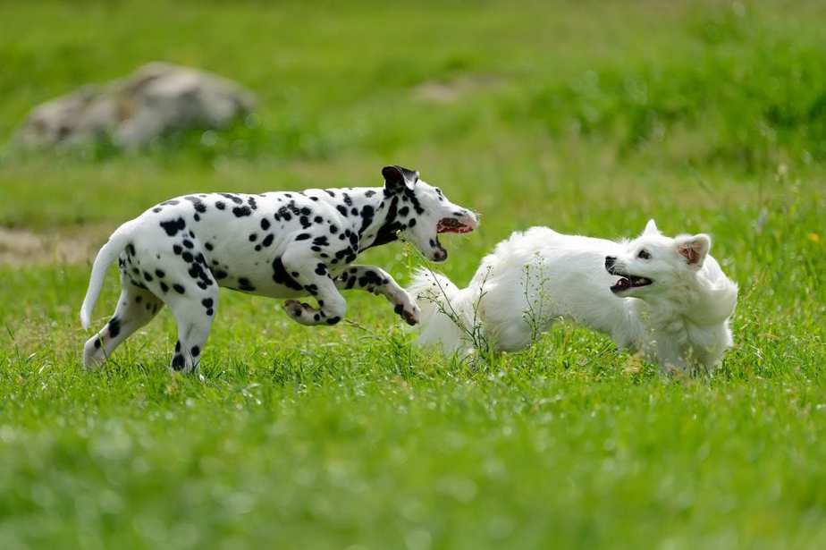 Dreams About White Dog - Meaning