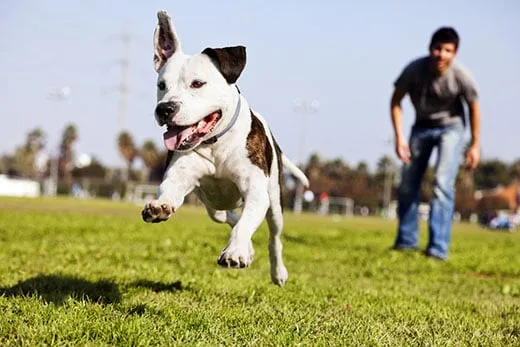 What is Dog Huffing?