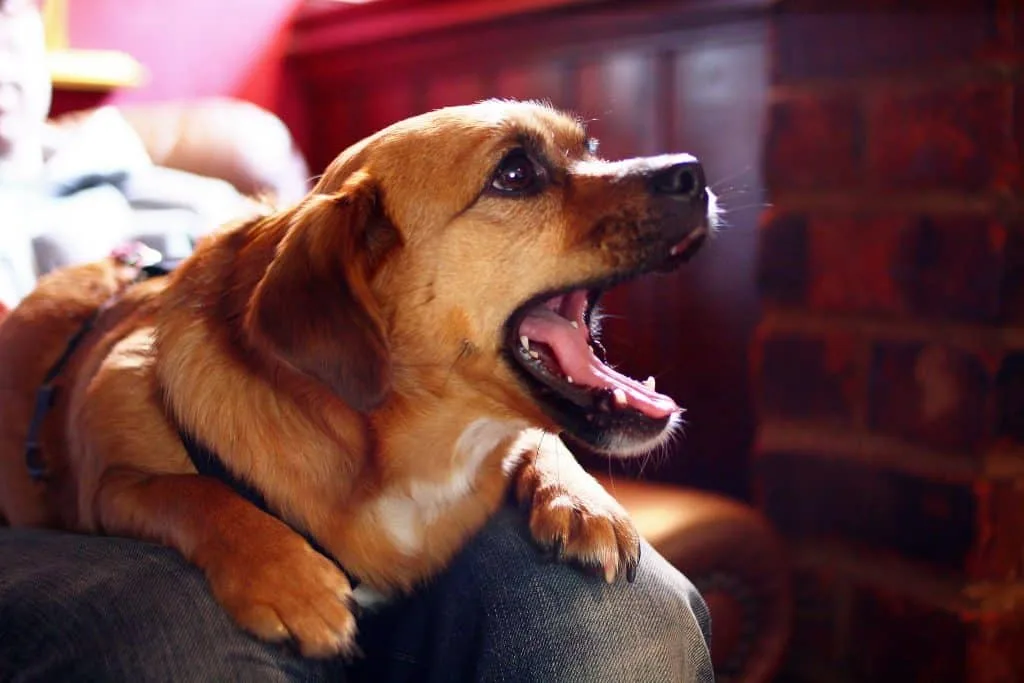 Dog Making a Chuffing Sound
