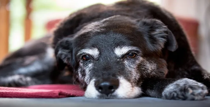 Dog Euthanasia: How Much To Put a Dog Down UK? Timing