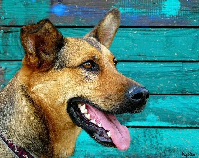 What Is The Reason My Dog Whines At Me When I Play?