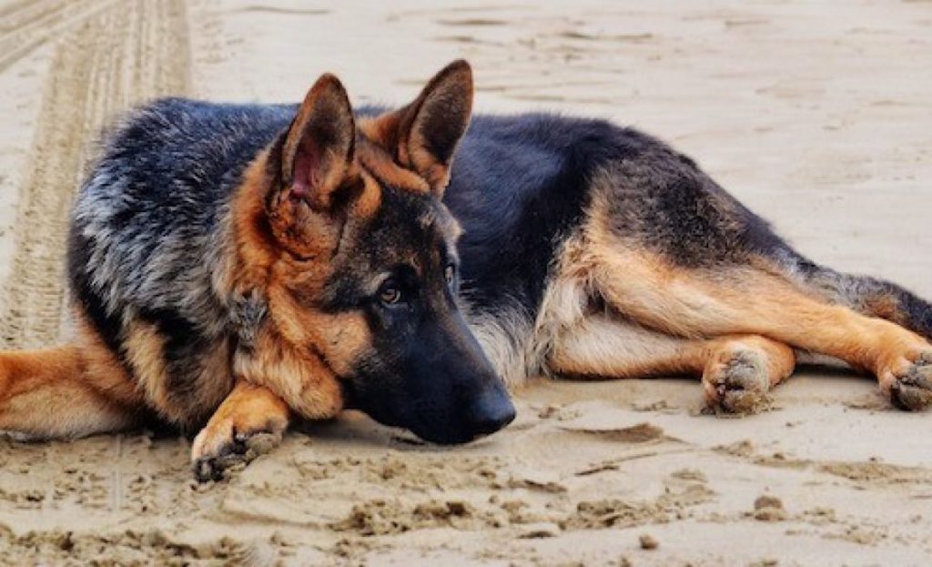 What are German Shepherds like?