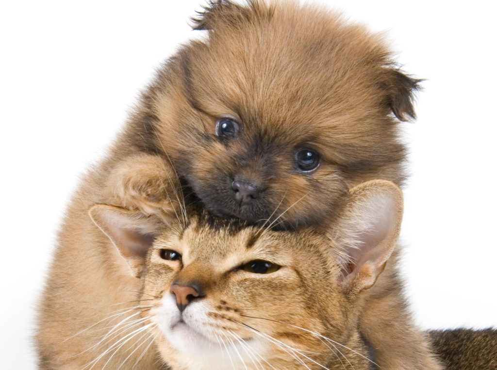 The Best Living Environment for a Pomeranian or Cat