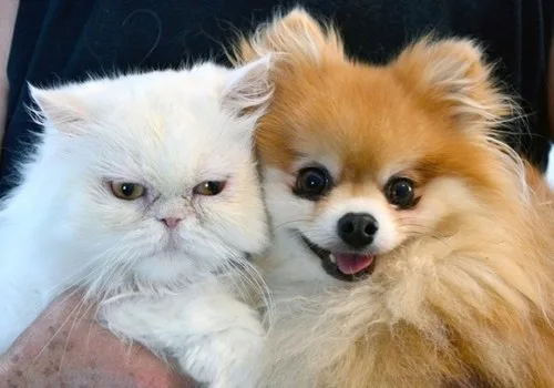 Gradual Introductions of Pomeranians to Cats