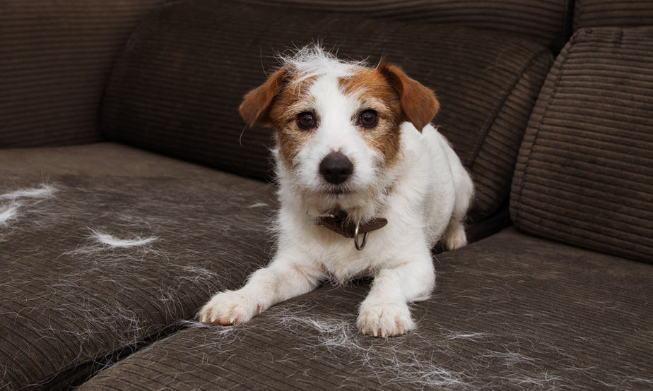 Coconut Oil For Dog Shedding Is Effective?