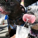 starbucks puppuccino safe for dogs 1