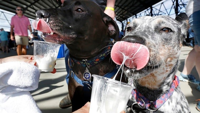 starbucks puppuccino safe for dogs 1